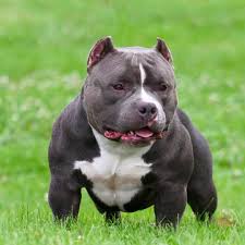 All Black American Bully Xl Pin On Xl Pitbull Bully
