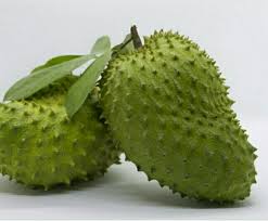 Durian belanda atau soursop (annona muricata l.) lazimya dibiakkan melalui bijibenih (seeds). Best Buy Anak Pokok Durian Belanda Soursop Buah Besar Shopee Malaysia
