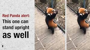 These pandas typically grow to the size of a house cat, though their big, bushy tails add an additional 18 inches. Red Panda Alert This One Can Stand Upright As Well Times Of India Videostweets By Timeslitfestdeltweets By Timeslitfestkol