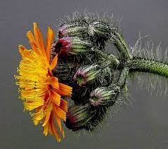 We did not find results for: Wild Flower Identification Guide Id Guide