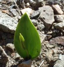 Image result for Ophioglossum polyphyllum