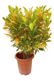 Image result for Codiaeum