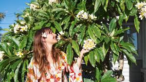 Artık bilgisayarınız üzerinden khasiat daun jarak untuk. Hal 2 Ajaib Menurut Fengshui 5 Tanaman Ini Bisa Datangkan