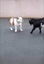 Epingle Par C Electro Sur Chiens Droles Video Animaux Adorables Animaux Mignons Animaux Droles