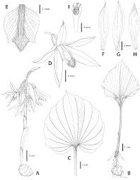 Image result for Nervilia adolphi