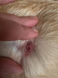 Image result for cuterebriasis in dogs