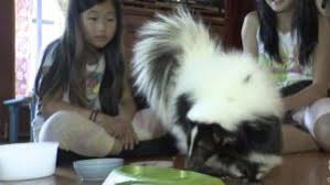 They have become popular as exotic pets because they are very social and bond easily with humans. American Upbeat Family Keeps Skunk As A Pet