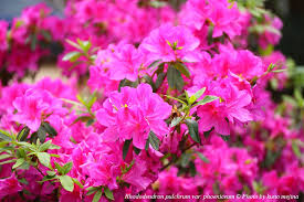 Image result for Rhododendron pulchrum