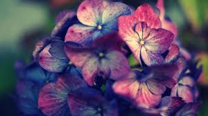 Browse 17,420 hydrangea flower stock photos and images available, or search for flowers or azalea to find more great stock photos and pictures. Pink Purple Hydrangea Flowers Wallpapers Hd Desktop And Mobile Backgrounds