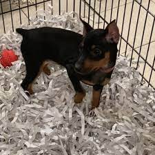 > all tampa bay hernando co hillsborough co pasco co pinellas co. All About Puppies 44 Photos 56 Reviews Pet Stores 13705 N Dale Mabry Hwy Tampa Fl Phone Number