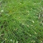 Image result for Abildgaardia ovata