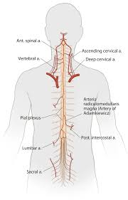 We discuss their function, the different types of bones in the human body, and the cells that are involved. Operative Spinal Cord Anatomy The Neurosurgical Atlas By Aaron Cohen Gadol M D