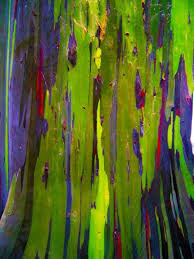 Rainbow Eucalyptus Tree Bing Images Rainbow Eucalyptus Tree Rainbow Eucalyptus Tree Textures