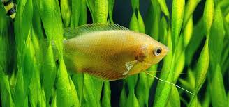 Image result for Vallisneria spiralis