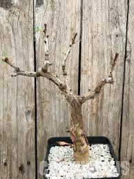 Image result for Commiphora caerulea