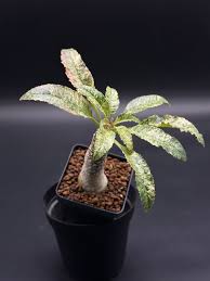 Image result for Dorstenia schliebenii