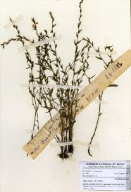 Image result for Striga bilabiata