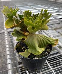 Image result for Platycerium