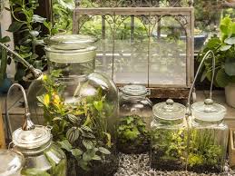 Flaschengarten Kleines Okosystem Im Glas Flaschengarten Hydrokultur Pflanzen Pflanzen