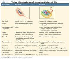 Eukaryotic Vs Prokaryotic Worksheets Prokaryotes Eukaryotic Cell Prokaryotes Vs Eukaryotes