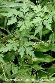 Image result for Cardiospermum halicacabum