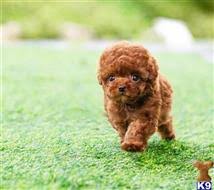 The maltipoo looks like a cute teddy bear and it's a little bundle of energy, too! Maltipoo Puppies For Sale