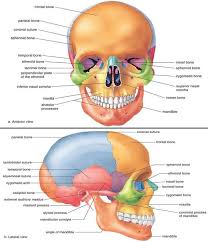 Drumroll, please… a baby is born with roughly 300 bones in their body. Pin On Anatomia Czlowieka