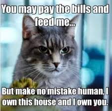 Pet ninja presents cat memes compilation of 2020. Clean Memes 02 05 2020 Morning Funny Cat Memes Funny Cats Cat Memes