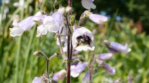 Image result for Cystostemon