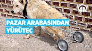 Yuruyemeyen Kopege Pazar Arabasindan Yurutec Yapti Youtube