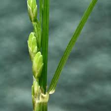 Image result for Nesaea erecta