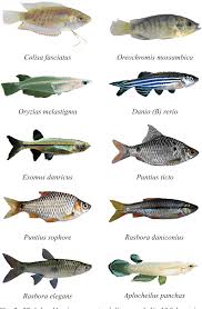 Figure 2 From Native Larvivorous Fish Diversity As A Biological Control Agent Against Mosquito Larvae In An Endemic Malarious Region Of Ranchi District In Jharkhand India Semantic Scholar