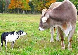 Black And White Cow Name I Will Have A Black White Mini Cow Mini Cows Miniature Cows Miniature Cattle