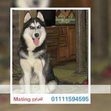 Egypt Cairo Male Husky For Mating Imported Parents Pics Available Pet4sell Male Husky Husky Pics