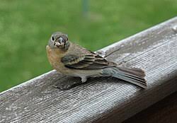 Image result for Passerina