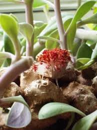 Image result for Kleinia grantii