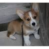 Originally bred to herd cattle, sheep and horses, the pembroke welsh corgi puppy is an active and intelligent dog breed. 1