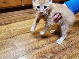 To learn more about each adoptable british shorthair, click. Manx Cats For Sale Eugene Or 325403 Petzlover