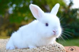 The holland lop rabbit is arguably one of the most adorable rabbit breeds there is. The Holland Lop Haven Home