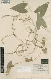 Image result for Dioscorea quartiniana
