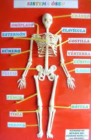 Pin en ESQUELETO HUMANO