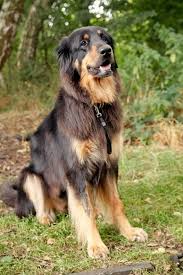 Epingle Sur Animal