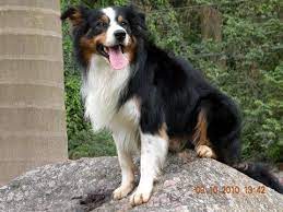 Border Collie Black Tri White Legs Google Search Puppy Paws Animal Smile Dog Breeds