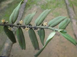 Image result for Tridactyle