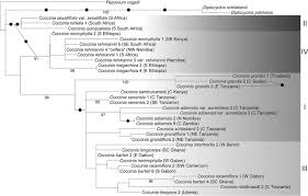 Image result for Coccinia adoensis