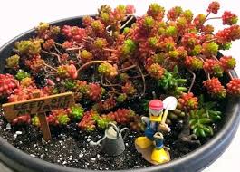 Beans, like other fruit plants, need difficult conditions to establish many flowers. Sedum Rubrotinctum Jelly Beans Care Propagation Toxicity Blooms Succulent Plant Care