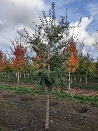 Image result for Crataegus