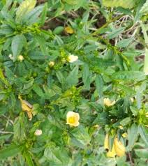 Image result for Sida ovata