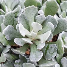 Image result for Senecio propior