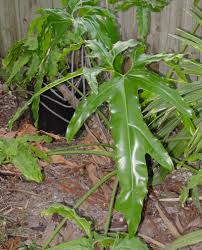 Image result for Afrocanthium pseudorandii